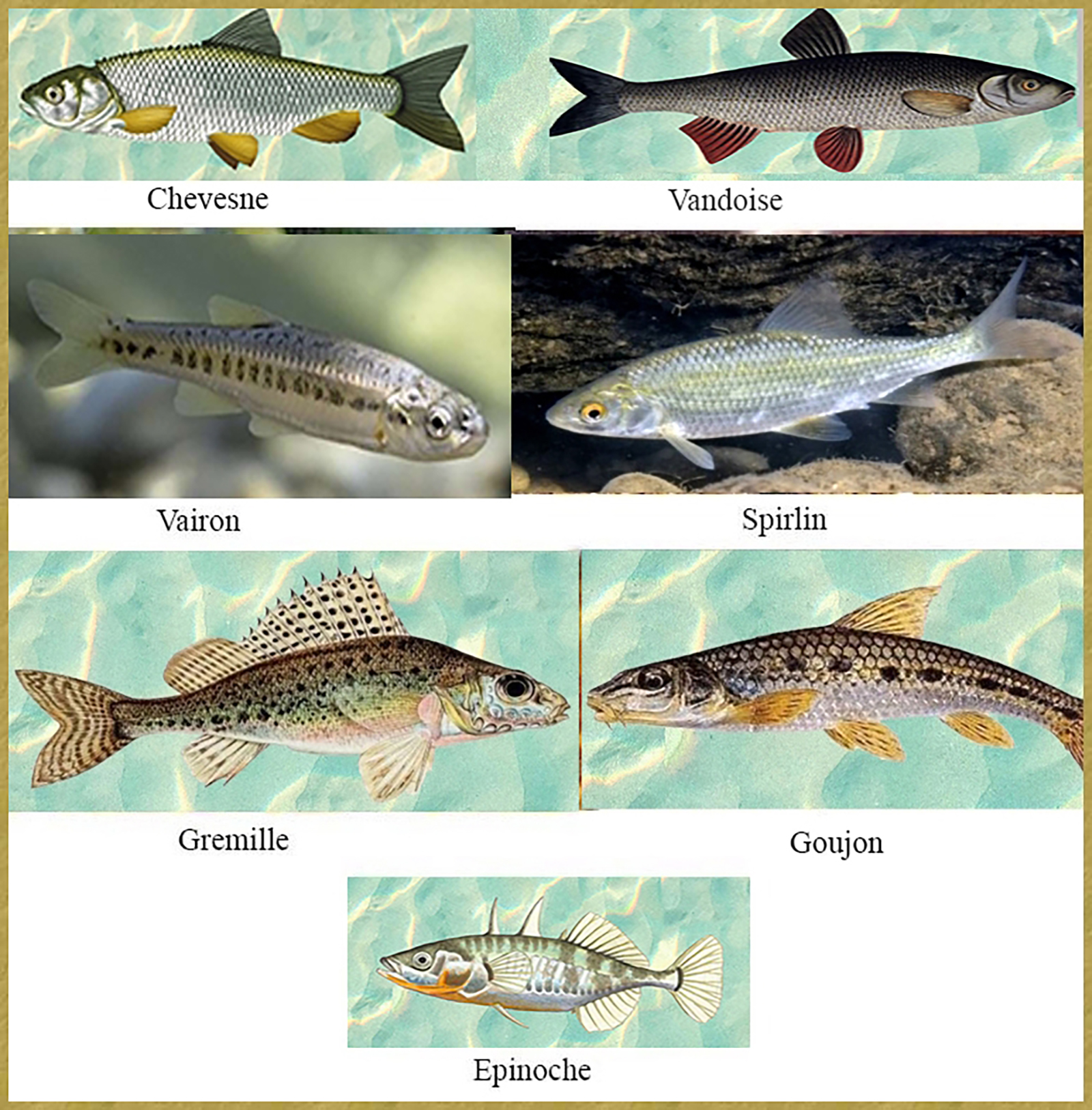 poissons